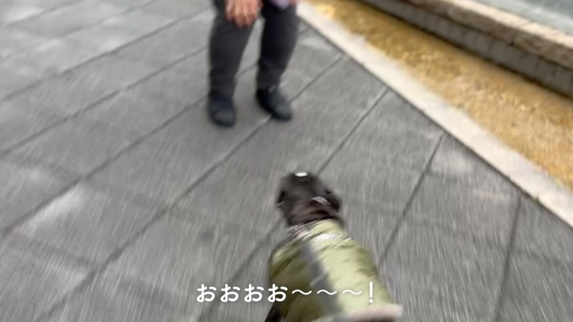散歩中大好きな人を発見したボストンテリア