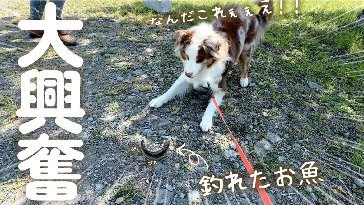 はじめて釣れたてのお魚を見た犬の反応が100点満点すぎました🐟😂ｗ【ボーダーコリー・オーストラリアンシェパード】