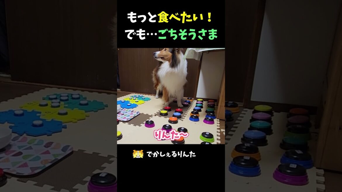 もっと食べたい！でも…ごちそうさま【会話ボタンでしゃべる犬】 #shorts #犬