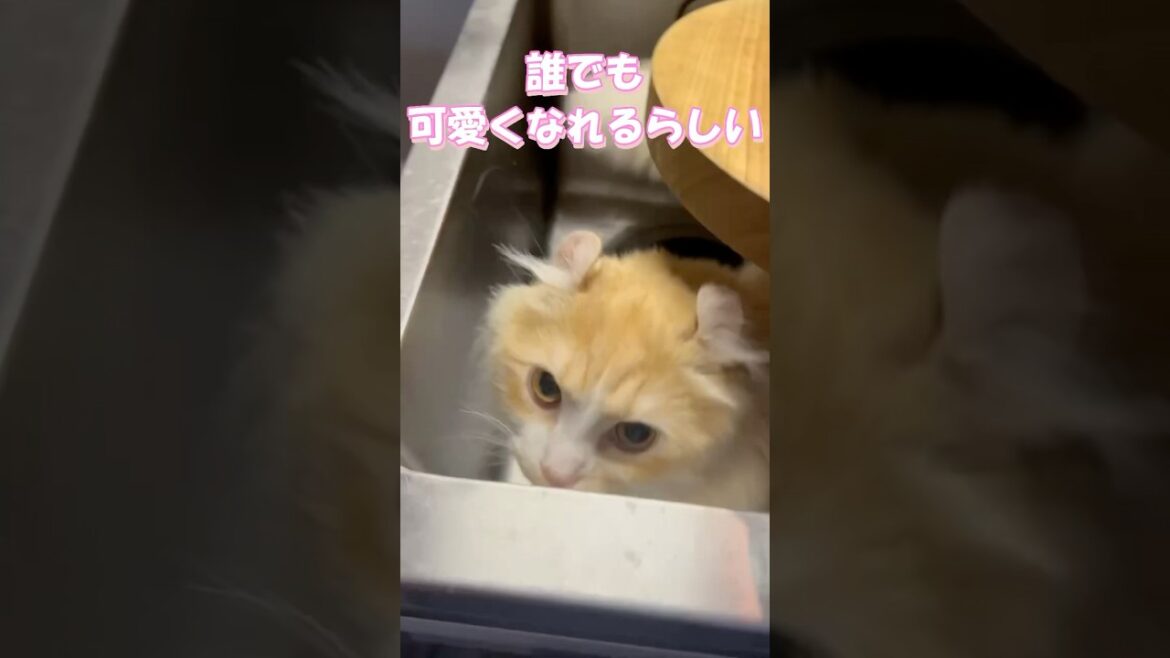 シンクに隠れる毛玉