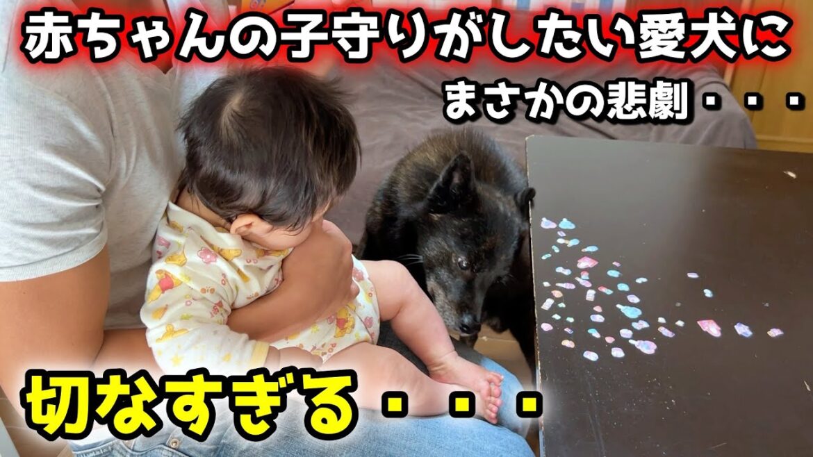 大好きな赤ちゃんの子守りがしたい甲斐犬に、悲劇が・・・