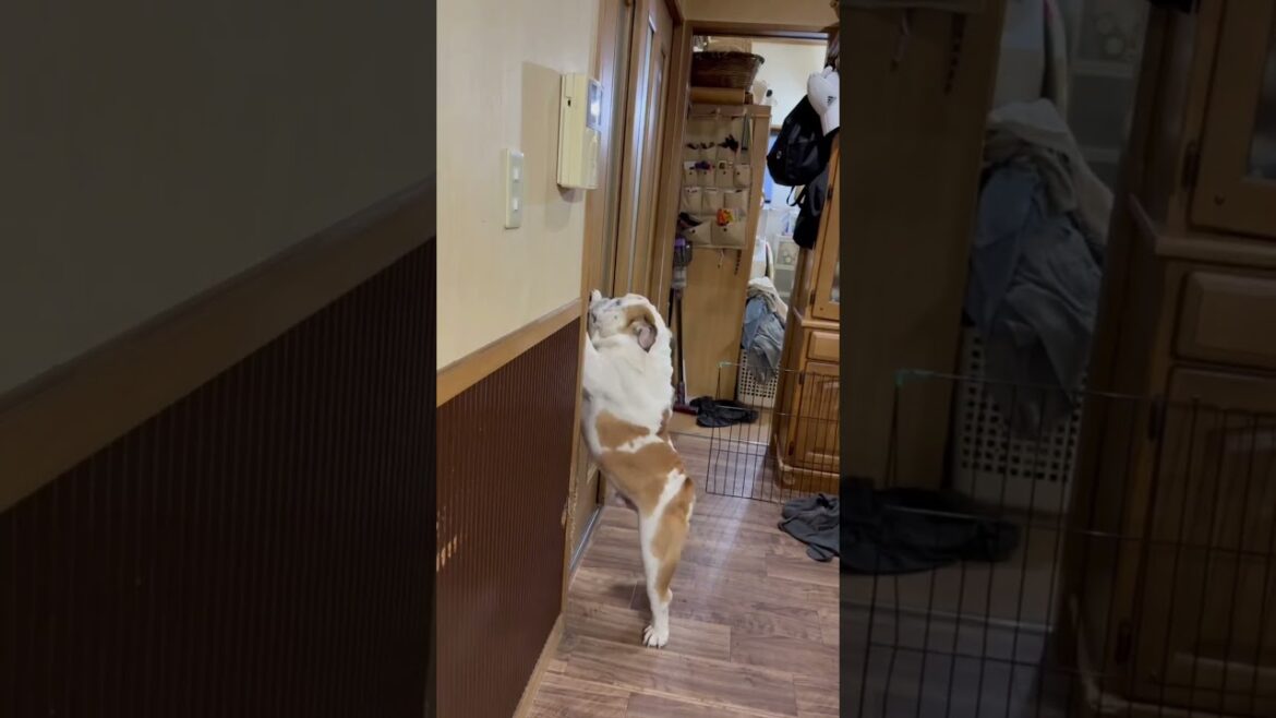 次女が来た‼️待ち伏せブルドッグ