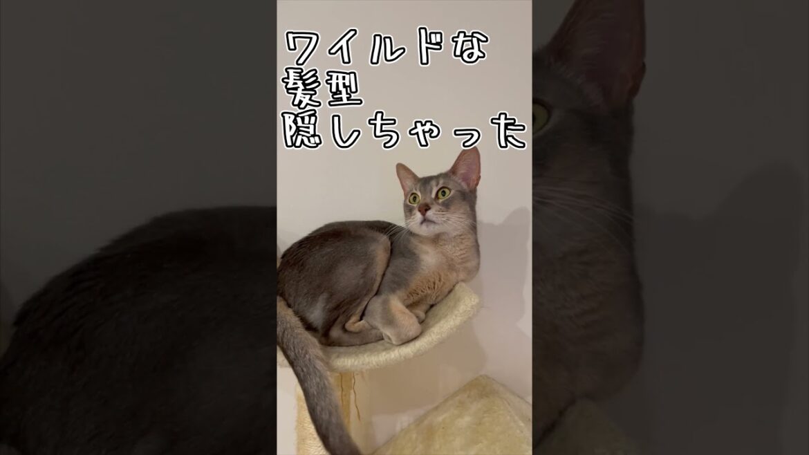 アビシニアンとは その50 髪型がワイルドになっちゃう猫 #shorts #猫 #アビシニアン