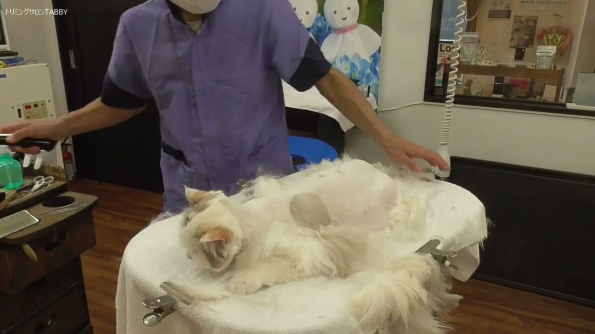 サロンでのお猫様のカットをノーカット【ラガマフィン】