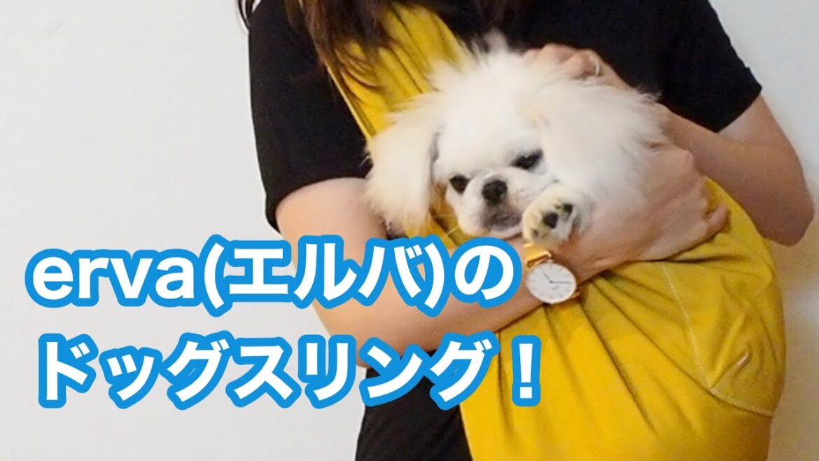 【ペキニーズPekingese】ervaのドッグスリング開封と2週間レビュー！　Dog sling review #erva #エルバ #ドッグスリング #pekingese #ペキニーズ #白ペキ
