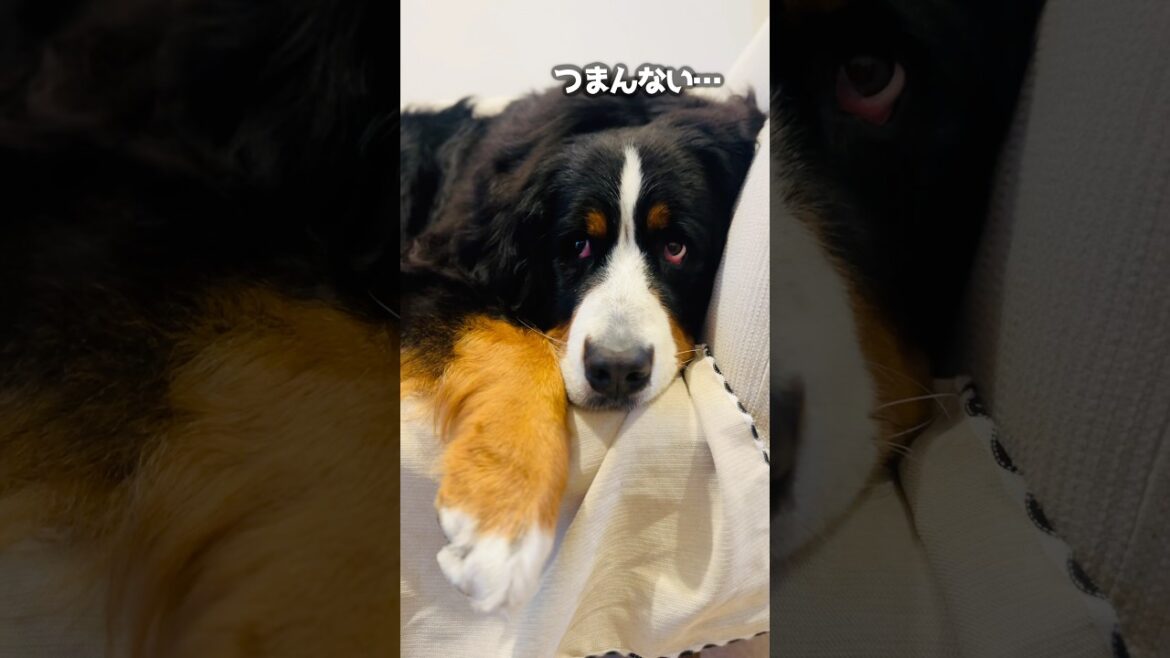 エアコンクリーニング中‼️構ってほしいバーニーズの行動🐾