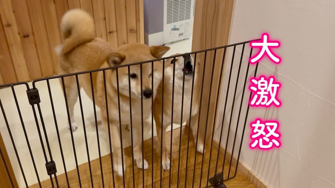 あまりにも遅いパパの帰宅に大激怒する柴犬が可愛い