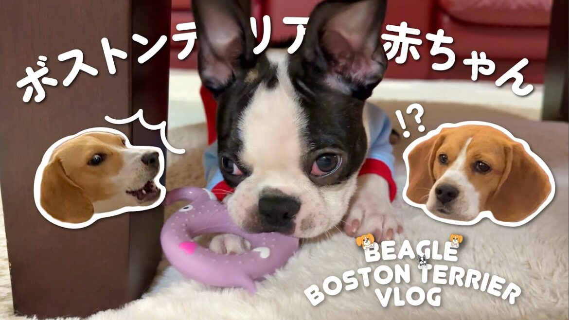 VLOG/ボストンテリアの赤ちゃんが我が家にやってきた！～ビーグル兄妹との新しい生活の始まり～