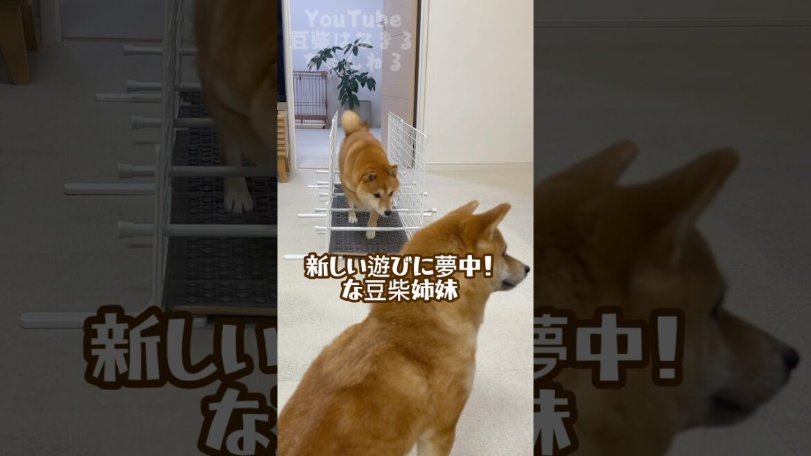 新しい遊びに夢中！な豆柴姉妹 #Shorts #shortvideo