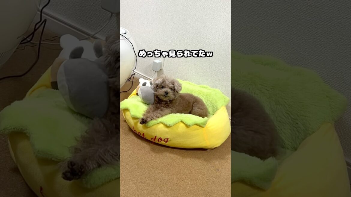 視線の意味わかりますよね？🐶   #犬 #トイプードル #かわいい #トイプードルの虎太郎三桜 #癒し #といぷーどる #こたみお