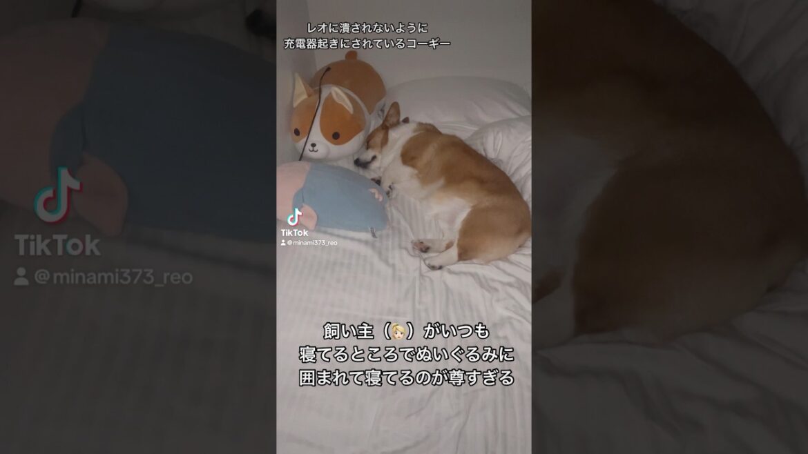 愛おしすぎる🥺#コーギー#コーギー犬#コーギーのいる暮らし #犬 #犬のいる暮らし #犬のいる生活 #corgi #dog