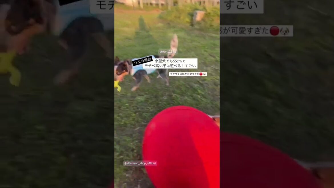 先日お誕生日プレゼントでパワフルプレイボールをご購入いただき、みなさんで遊んでくれた様子のストーリーを動画にしてみました😊 #アクティブ犬 #ドッグラン #犬おもちゃ #オールフォーワンズライフ