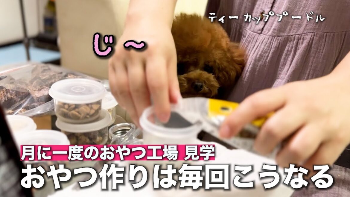 おやつ工場に大興奮なトイプードル
