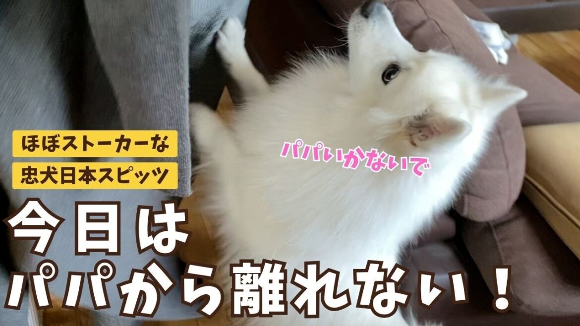 1日中パパに付きまとう日本スピッツの忠犬具合がほぼストーカーでやばすぎた