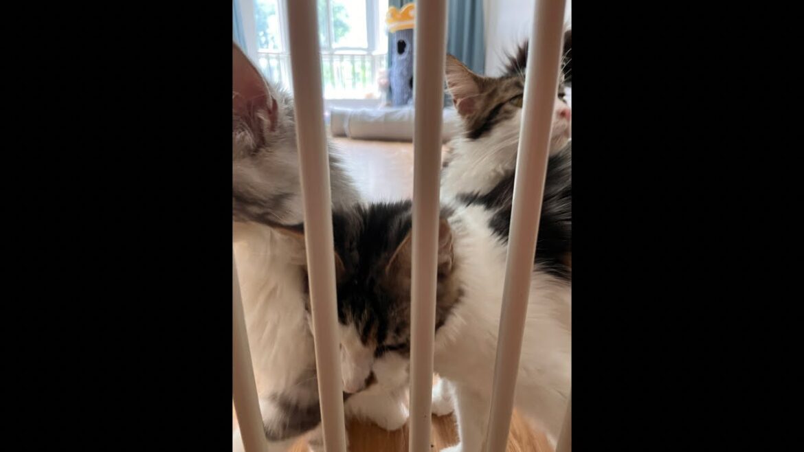 KITTENS in Their Daily Life: Too Cute to Handle! #Kittens #CuteAnimals #CatVideo #PetLovers 😻