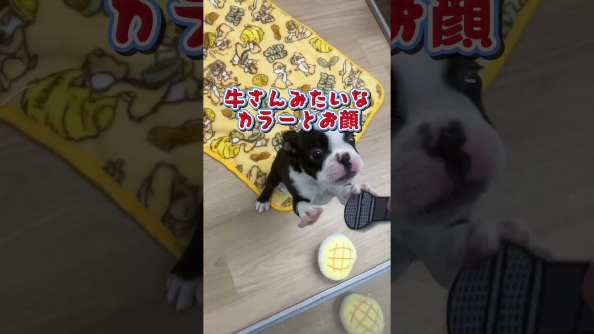 ボストンテリアにインタビュー