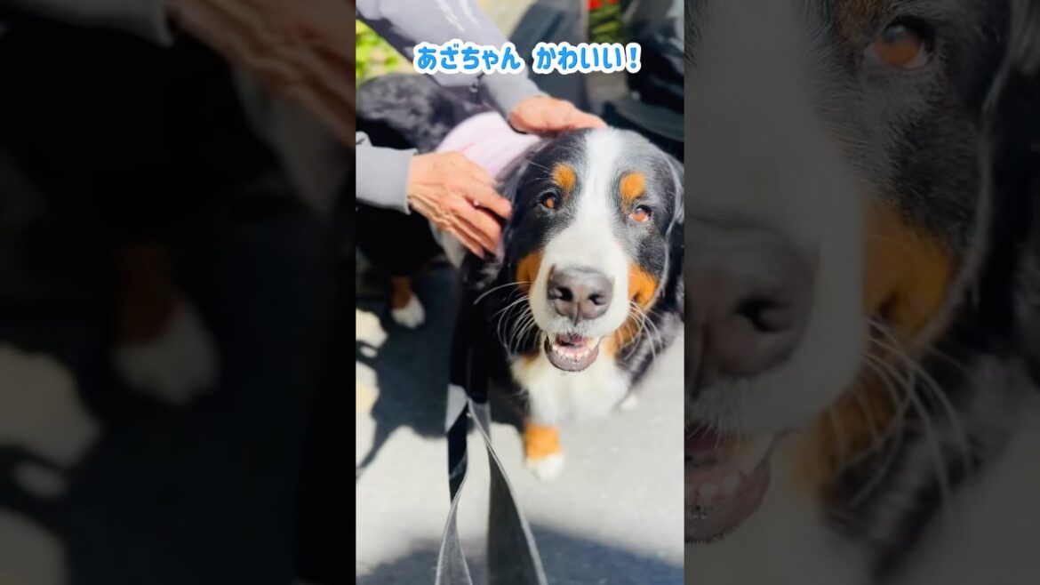 覚えてるかな⁉️ご近所さんにしっぽフリフリのバーニーズ🐾