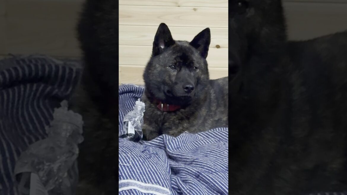 ペットボトルを齧る甲斐犬のキク #甲斐犬#癒し #犬のいる生活