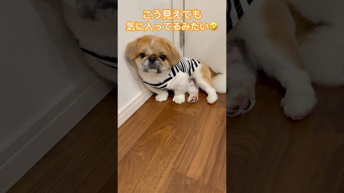 初めての洋服で緊張 #ペキニーズ #ぺきにーず #pekingese #pekingesedog #パーティーカラー #すみっこぐらし #ボーダー
