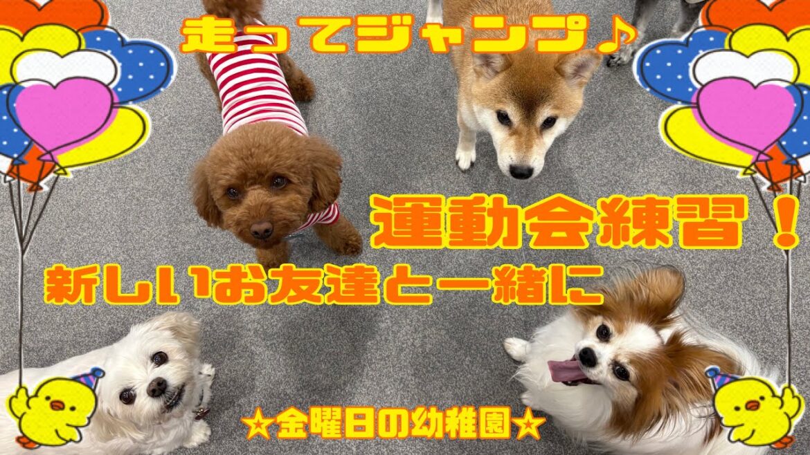 【犬の幼稚園】新しいお友達？？(万代店)