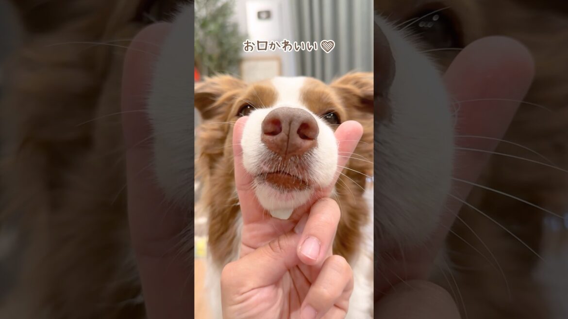 秒であご乗せしてくる犬達が可愛すぎて苦しい😂❤️【ボーダーコリー・オーストラリアンシェパード】#shorts