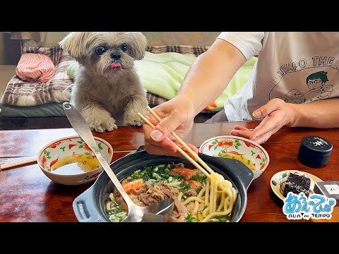 シーズー犬てんぽグランマのお誕生日を祝う【田舎へ帰ろう】 シーズー犬てんぽグランマのお誕生日を祝う【田舎へ帰ろう】