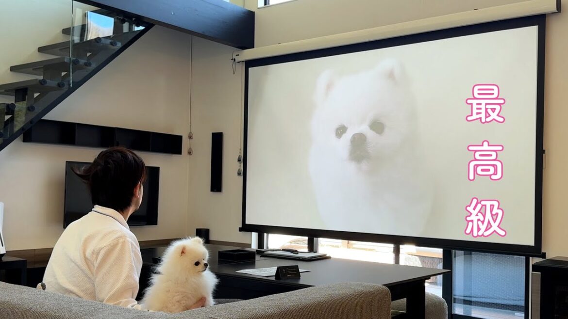 【極みの宿】愛犬ポメラニアンと軽井沢高級ヴィラ一泊二日旅 【極みの宿】愛犬ポメラニアンと軽井沢高級ヴィラ一泊二日旅