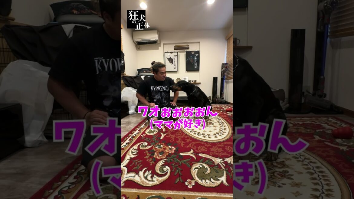 飼い主のご機嫌をとるドーベルマン #ドーベルマン #パパ嫌われる理由