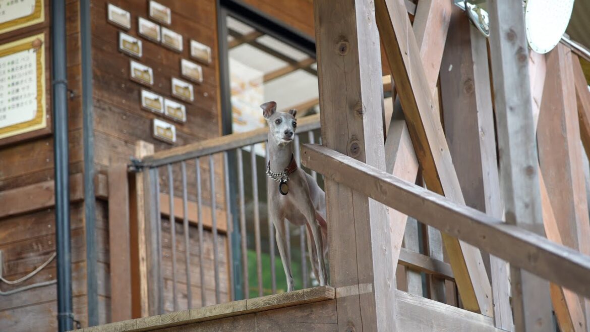 ドッグランで犬が消えた！？木と同化するイタグレwww