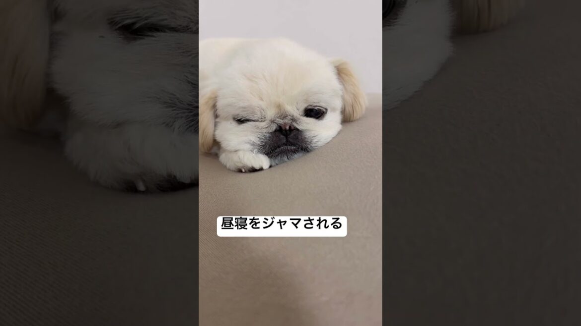 昼寝をジャマされるペキニーズ #shorts #youtubeshorts #子犬