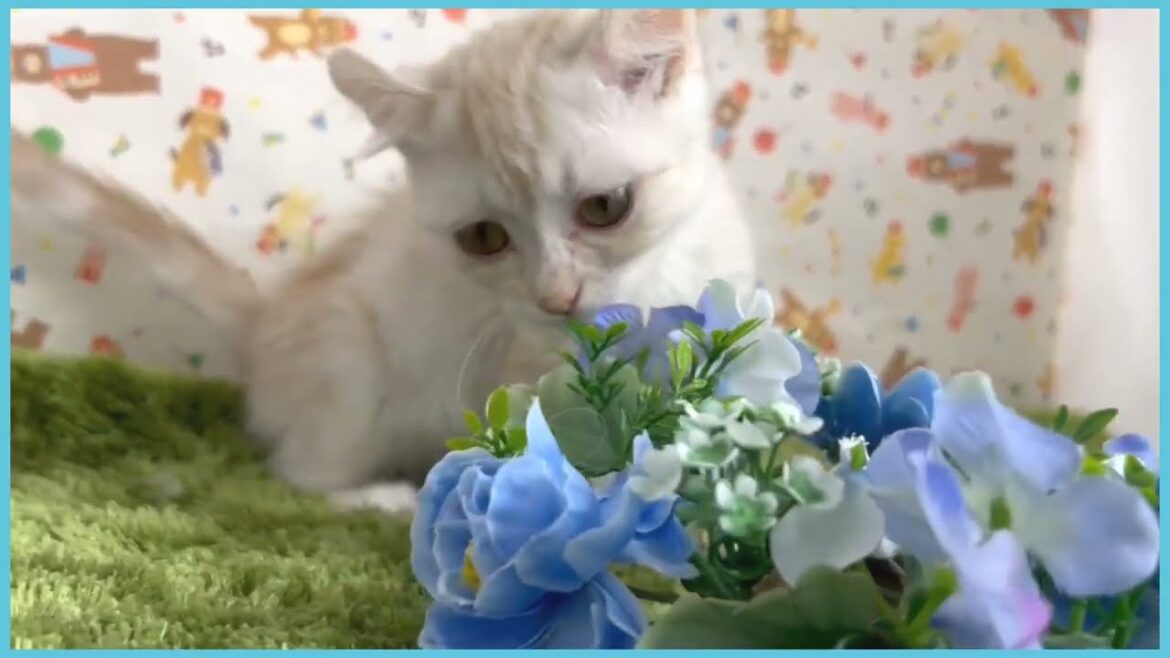 ペットショップcoo&riku No.00718396 アメリカンカール