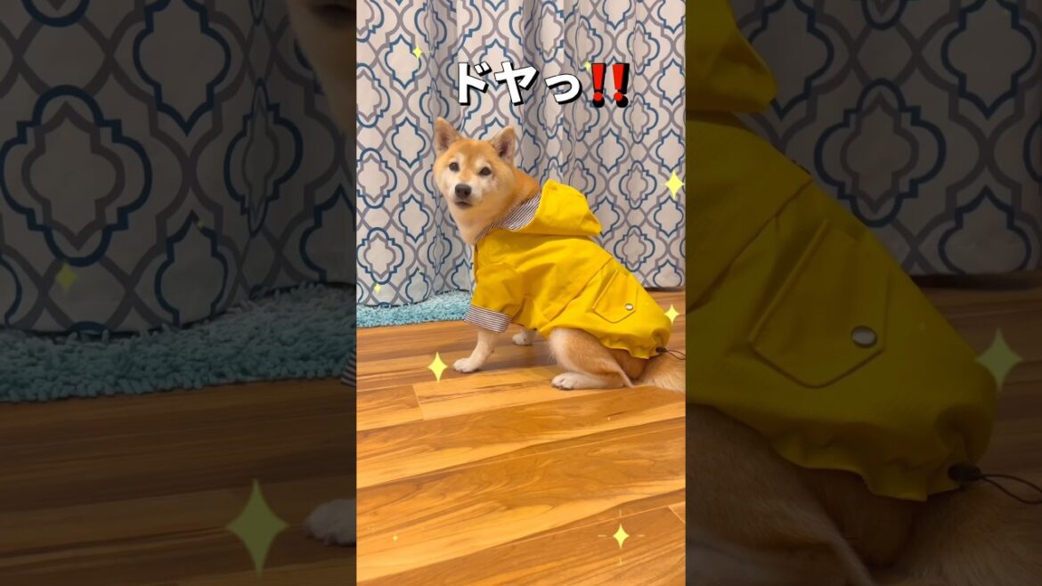 オニューのカッパ🐶❤️#柴犬 #shibainu #shorts