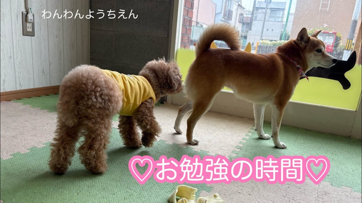 【犬の幼稚園】ワンちゃん同士で『くるん』♪