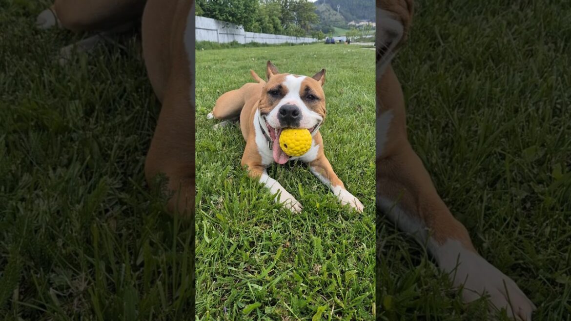 Wendy chill after training 💯👋 #amstaff #americanstafford #pitbulls #staffie #slovakia