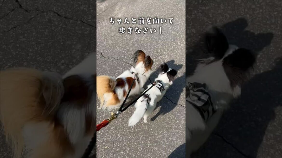 お散歩のルール　 #パピヨン #papillon #可愛い#子犬お迎え