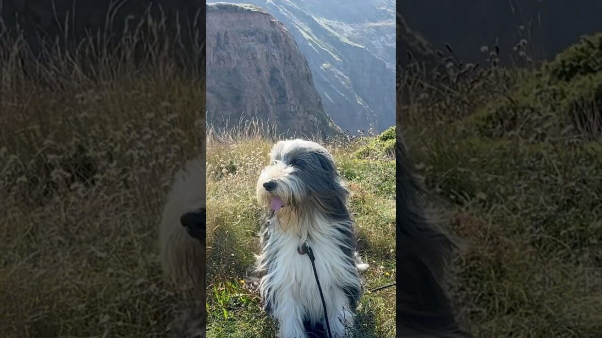 Lovely coastal dog walk!  #hikingwithdogs #collie #beardedcollie #coast #views #shorts