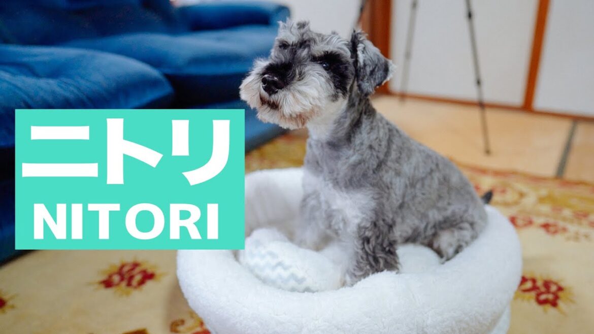 【ニトリ】で愛犬の冬支度／ミニチュアシュナウザーとの暮らし