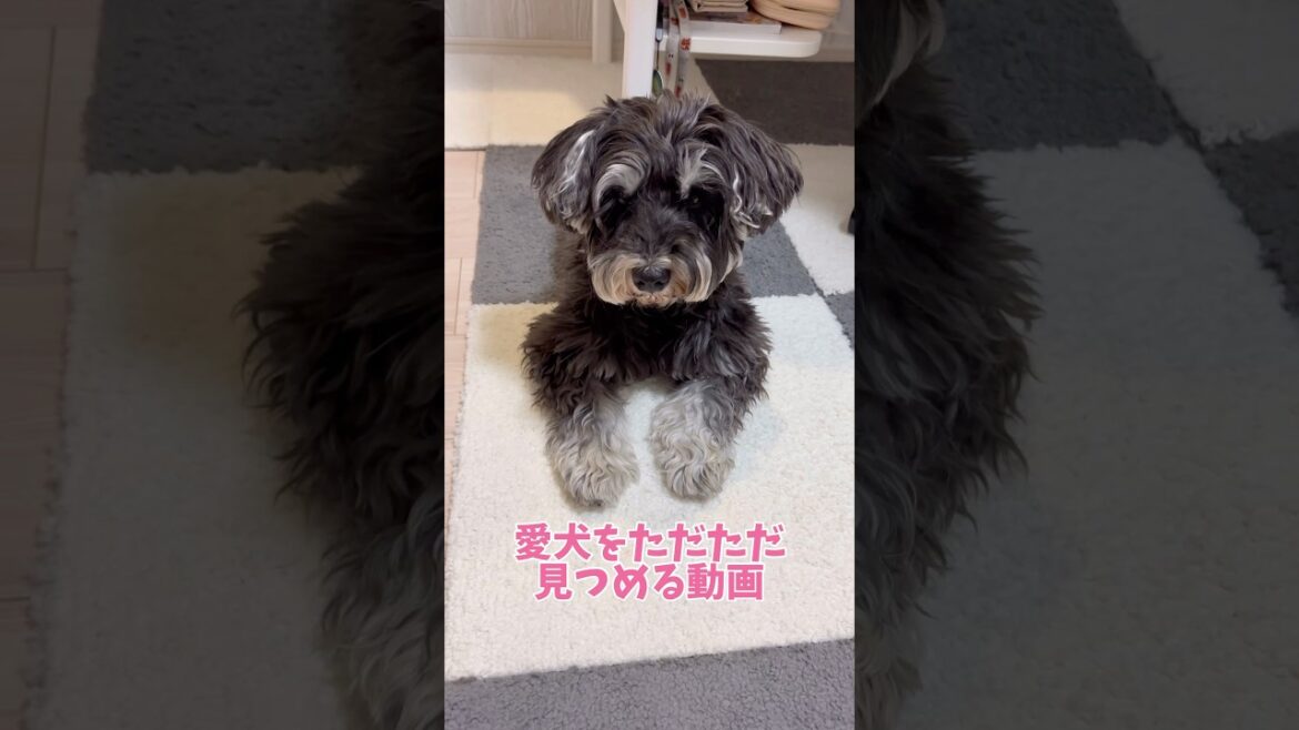 愛犬をただただ見つめる動画 #シュナウザー #犬のいる生活  #ミニチュアシュナウザー #元気になる動画 #元気お届け #dog #癒し #わんこ #わんわん #わんちゃん #可愛い #かわいい