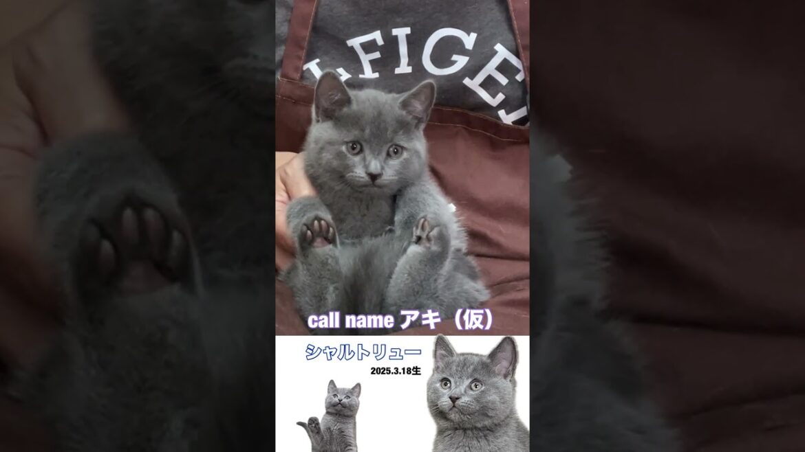 #shorts 【シャルトリュー子猫】2025.3.18生まれの男の子のご紹介です #シャルトリュー #猫好きさんと繋がりたい