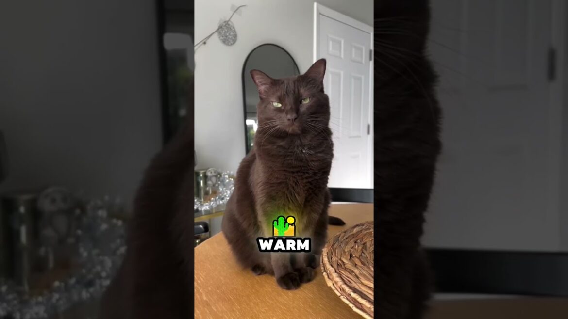 Cutest Cat Breeds!๐ป๐  #shorts #catsoftiktok #catsofinstagram Cutest Cat Breeds!๐ป๐  #shorts #catsoftiktok #catsofinstagram