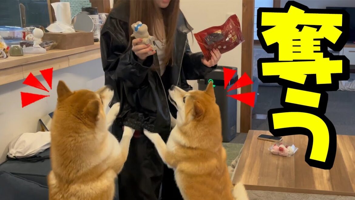 大好きな娘が柴犬姉妹に土産を買ったら、姉犬ちくわがまさかの行動に…