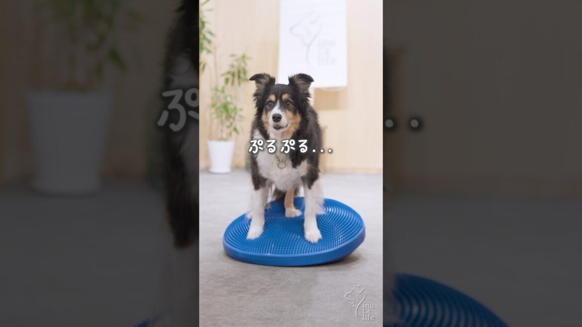 ボーダーコリーの運動不足対策でお家トレーニング #ボーダーコリー #オーストラリアンシェパード #dog