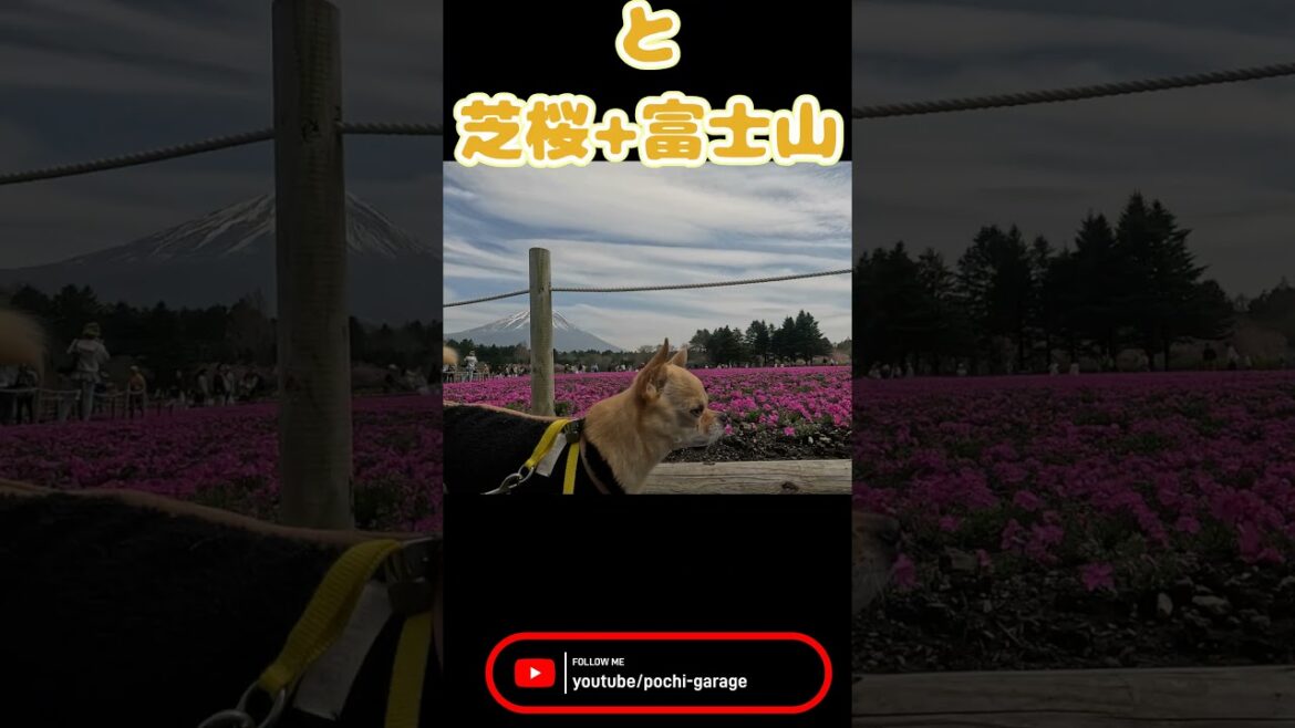 肩乗りスムースコートチワワ 三太くんと芝桜と富士山@富士芝桜まつり #Shorts #dog