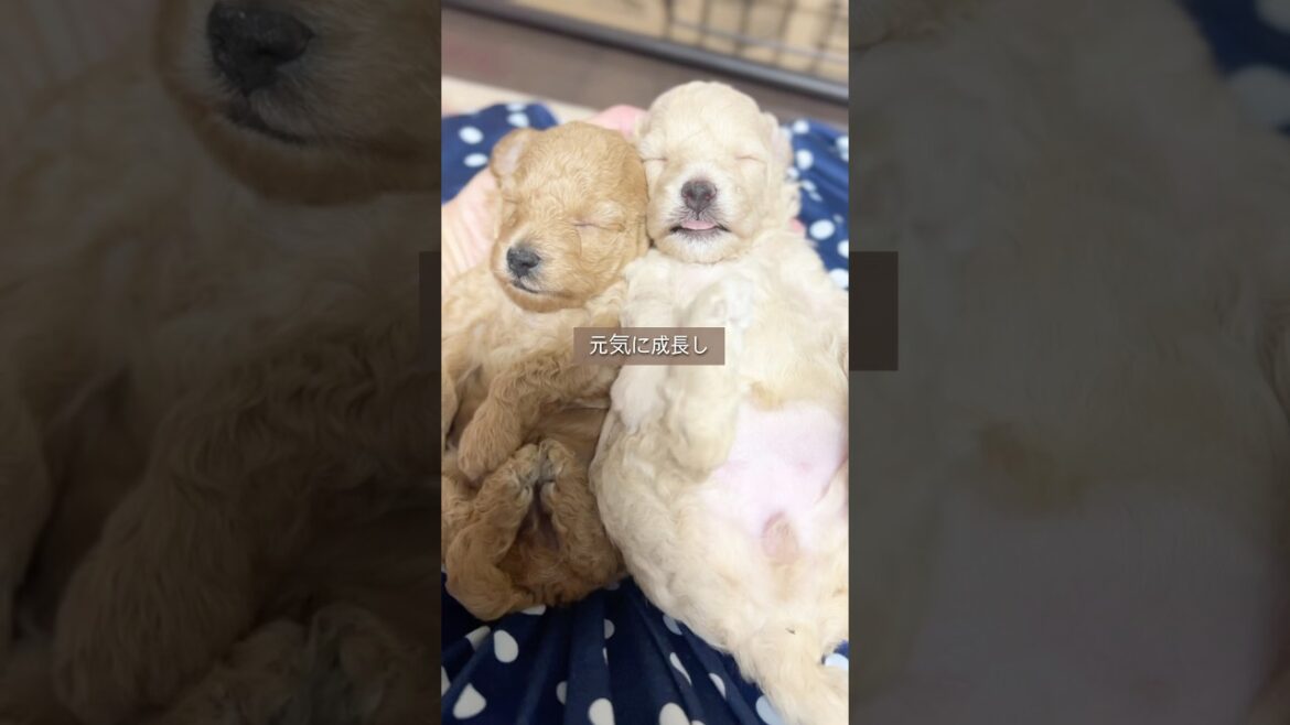 【8歳の娘のために】トイプードルを迎えた日、すべてが変わった #トイプードル #トイプードル多頭飼い #dog #doglove #dogs