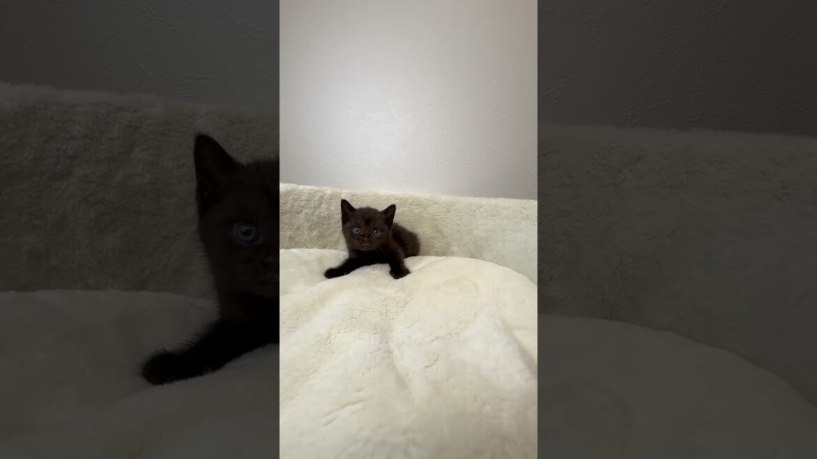ボンベイ ブラックカラーの男の子🐈‍⬛