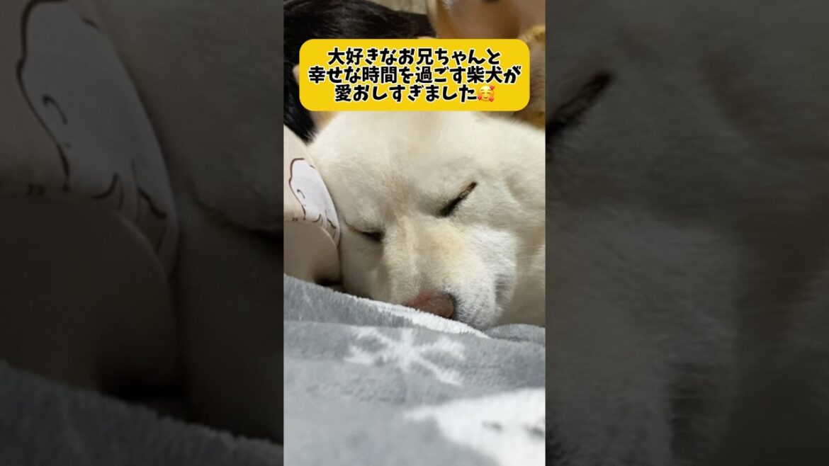 大好きなお兄ちゃんにべったり🥰　#shorts #柴犬 #犬 #dog