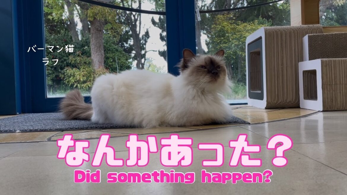 バーマン猫ラフ【なんかあった？】Did something happen?（バーマン猫）Birman/Cat