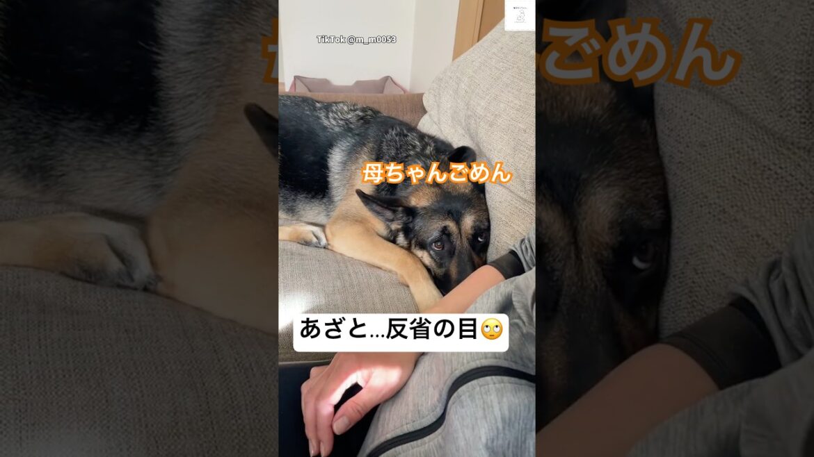 見てこの顔。反省の仕方があざとすぎる😂　#シェパード #犬　#大型犬　#かわいい犬 #おもしろ