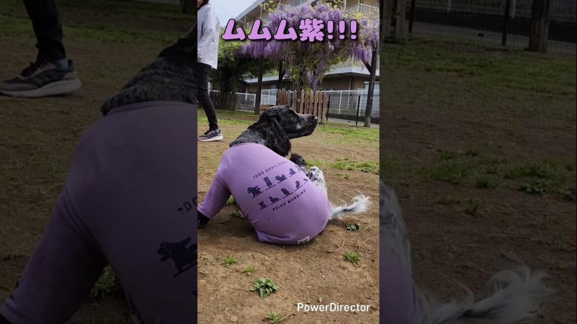 Vol.194 ムムム紫byちゃんちゃかレディ #イングリッシュコッカースパニエル  #dog        #shorts #愛犬