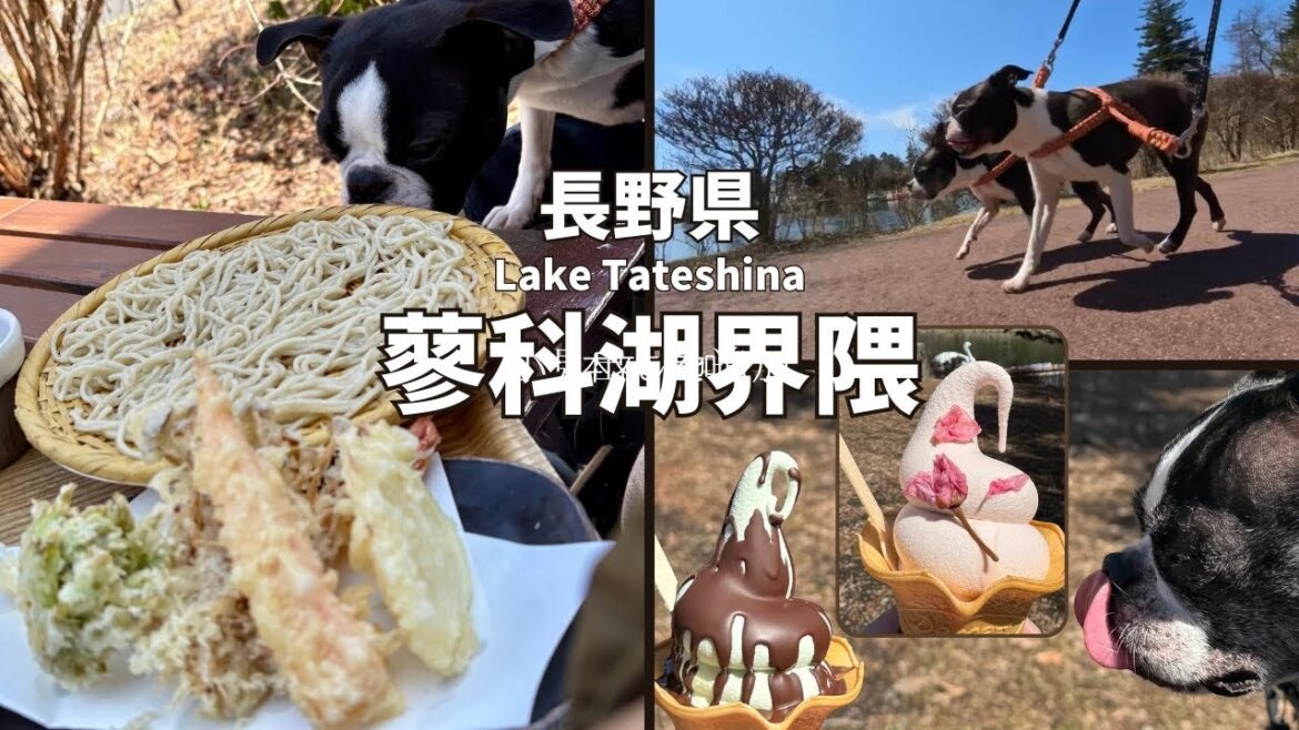 犬と旅【長野県 蓼科湖】傍・蓼科アイス・ザババリアンペーター／ボストンテリア BOSTONTERRIER